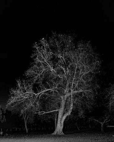 A western sycamore at night.