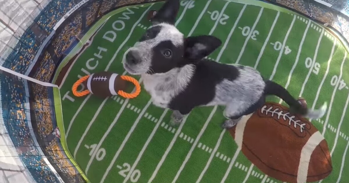 Column San Diego Has A Role In Sunday S Bowl Game The Puppy Bowl The San Diego Union Tribune Dog Bowl Tournament 2022 Petaluma