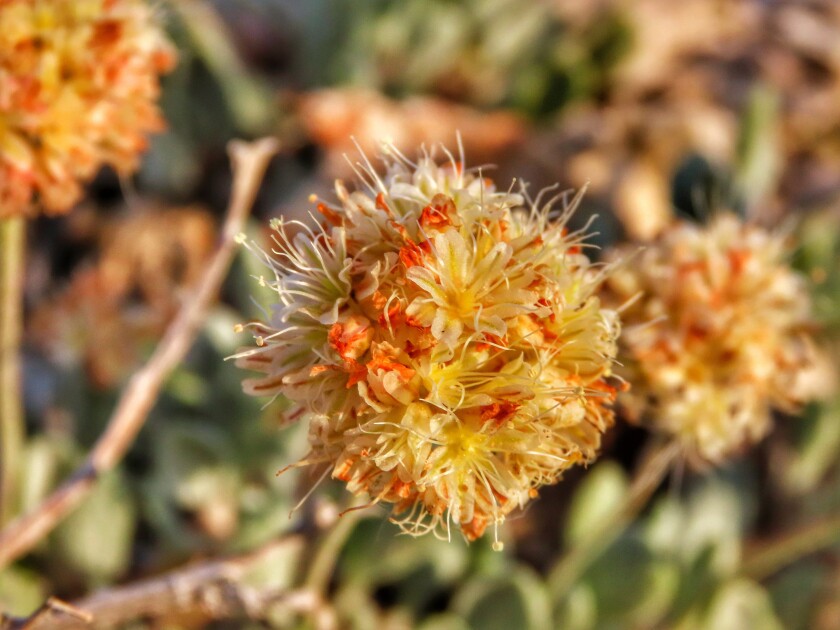 FILE - This June 1, 2019, file photo, provided by the Center for Biological Diversity shows Tiehm's buckwheat blooming at Rhyolite Ridge in the Silver Peak Range of Western Nevada. The Biden administration says a U.S. judge exceeded his authority when he ordered the Fish and Wildlife Service to decide by May 21, 2021, whether to formally propose endangered species protection and designate critical habitat for a rare desert wildflower at the center of a fight over a proposed lithium mine in Nevada. The department says the service intends to comply with the order to reach its overdue 12-month finding by May 21 on whether the flower should be proposed for protection under the Endangered Species Act. (Patrick Donnelly/Center for Biological Diversity via AP, File)