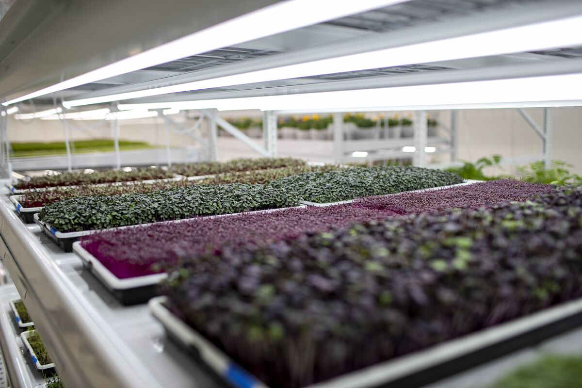 Trays of greens grow under the lights at Malaia's Microgreens in Irvine.