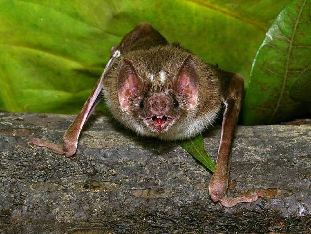 rabies in bats