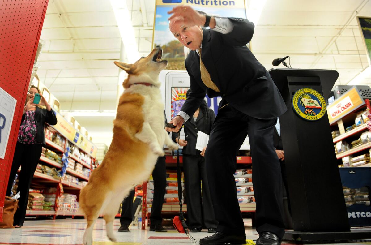 Gov. Jerry Brown gives his dog, Sutter, a snack before a Los Angeles news conference to promote the California Pet Lover's License Plate in 2012.