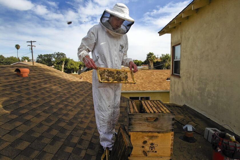 Rob McFarland, co-founder of the Los Angeles beekeeping nonprofit HoneyLove, inspects the hive box on his Del Rey rooftop. “If we can protect honeybees, we can go a long way in protecting our ecosystems,” he says.