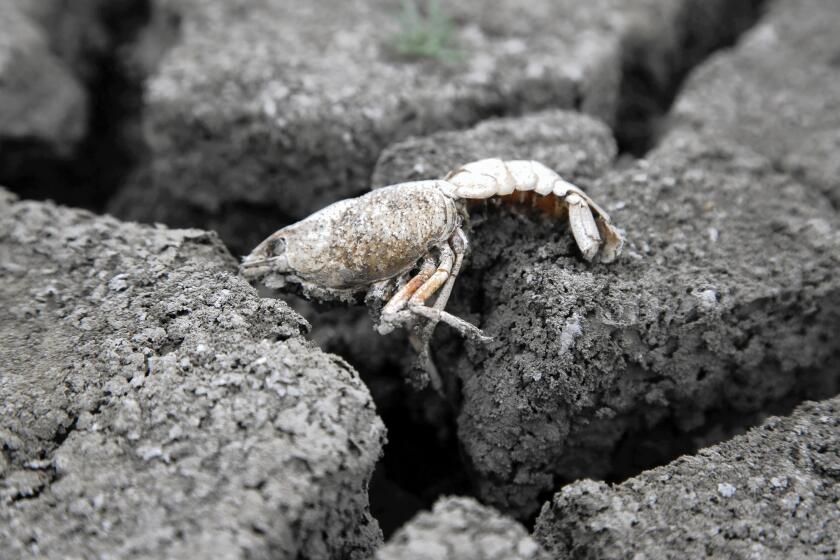 A dead crayfish sits atop dried earth that used to be a pond in L.A.'s only designated nature preserve, in Chatsworth. The pond had teemed with wildlife for seven decades but today is a shallow sump surrounded by mud and littered with the skeletons of mostly invasive aquatic species that died as the water receded.