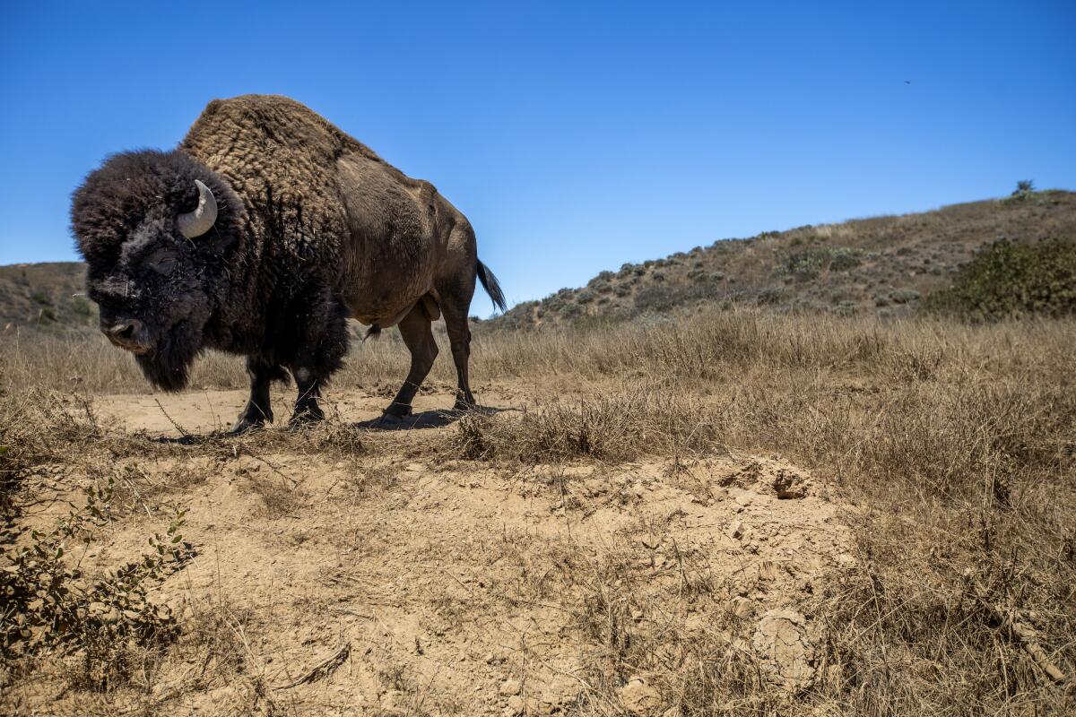 Avalon, CA - July 27: A bison stands on dry brush and dirt on Catalina Island on Wednesday, July 27, 2022, in Avalon, CA. Catalina Island is currently experiencing a drought. The bison was safely photographed from inside the Catalina Island Conservancy vehicle during an Echo Tour. (Francine Orr / Los Angeles Times)