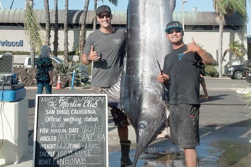 Angler Matt Santora, left, shows off his 662.2-pound blue marlin that he landed on his boat, Finbomb, just nine miles off Point Loma on Wednesday morning. Andy Vo, right, drove the boat as Santora fought the big blue for two hours.