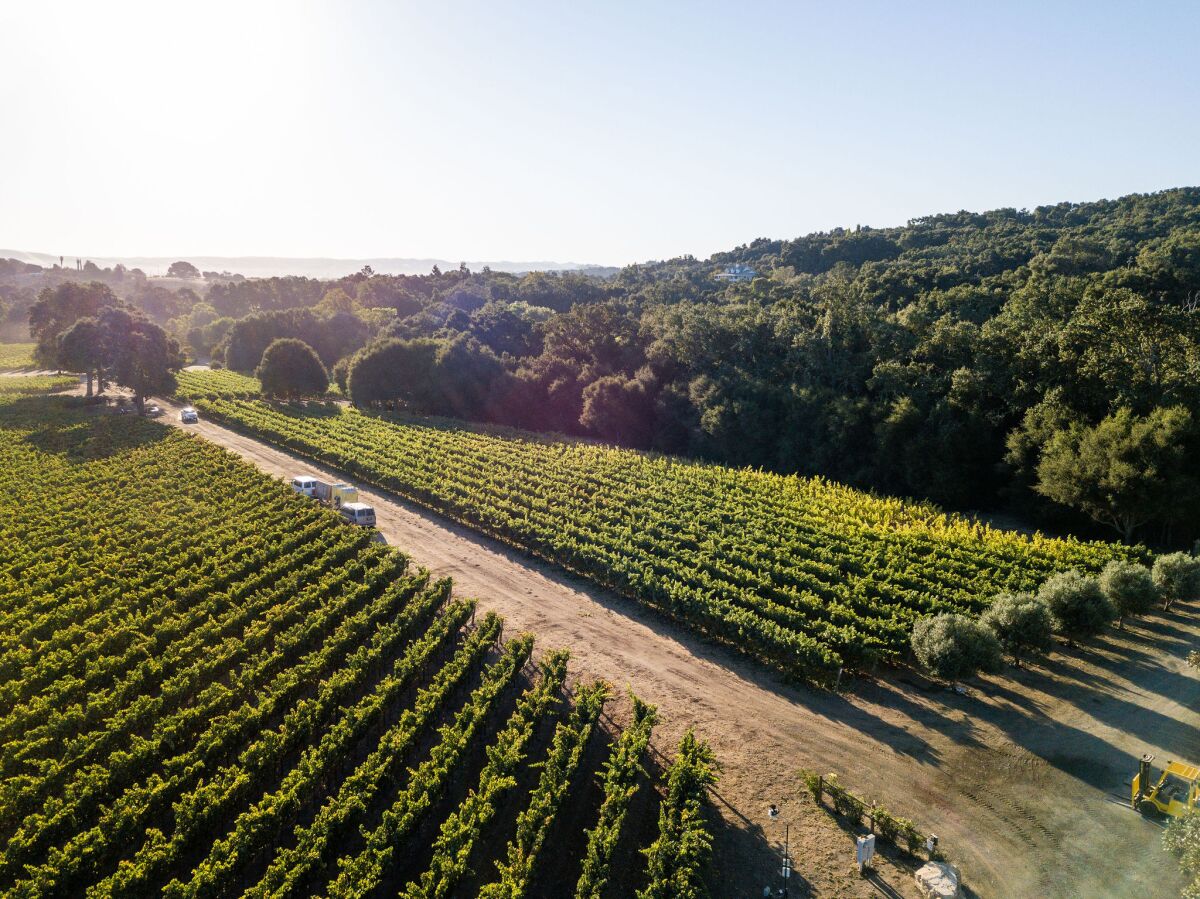 Steve Olson and his family have been running the Onx Estate Winery vineyards in the Templeton Gap AVA near Palos Robles since it was planted in 2005.