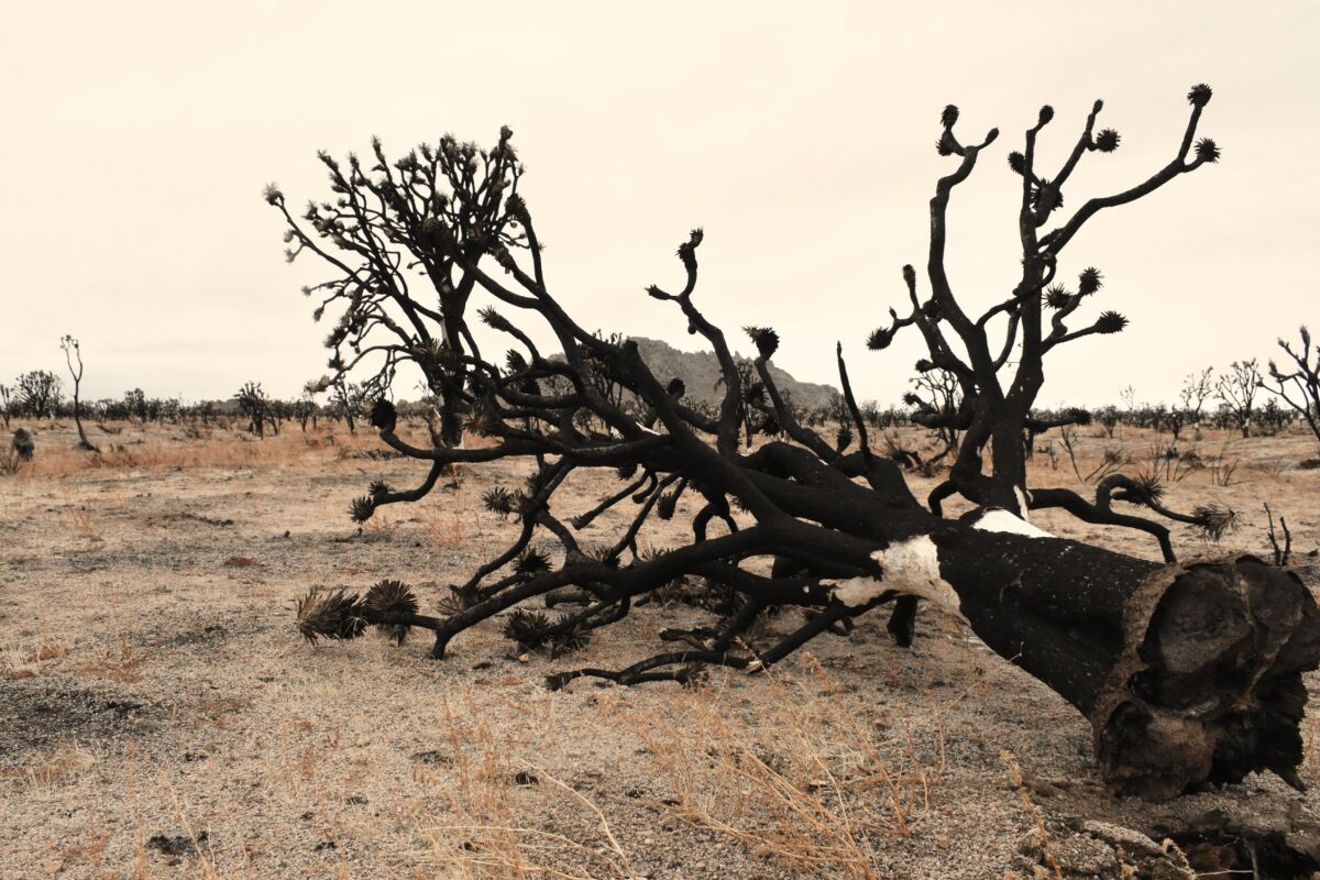 A dead Joshua tree, scorched by fire