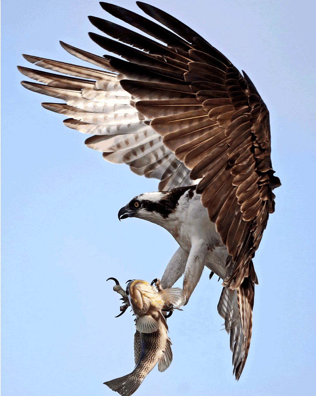A gif of an osprey clutching a large spotted bay bass.