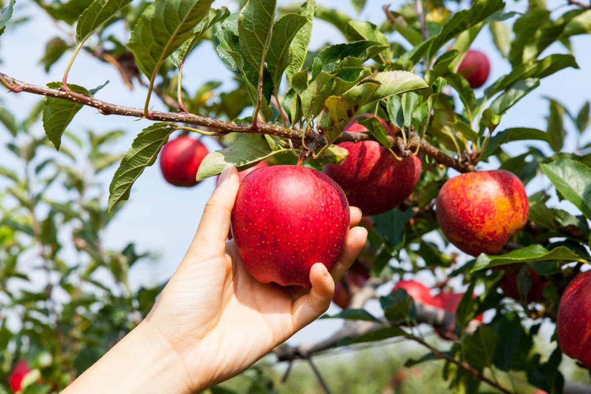 This is the most important time of year for maintenance of deciduous fruit trees such as apples.