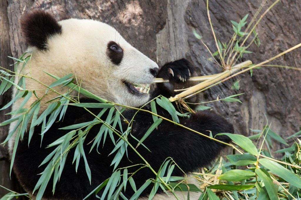 How pandas may be eating their way to extinction - Los Angeles Times