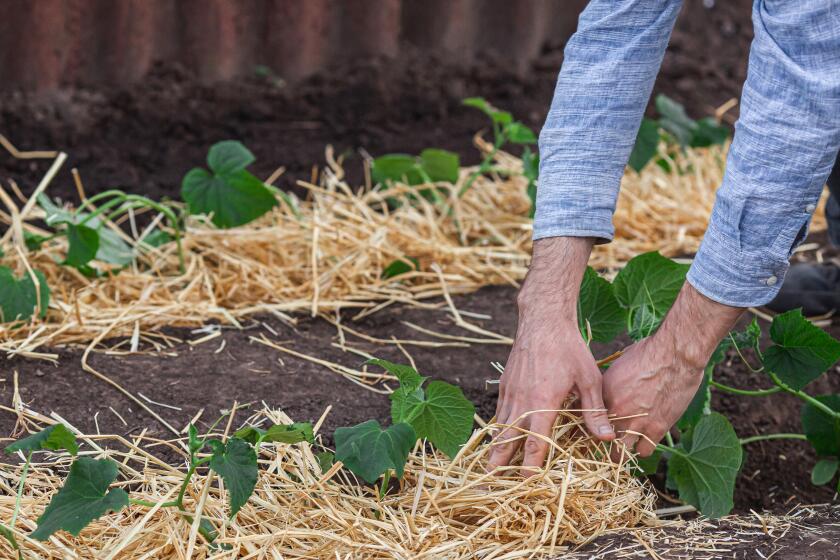 Gardener covers young cucumber plants with several inches of straw mulch to protect against rapid drying and control weeds in the garden.