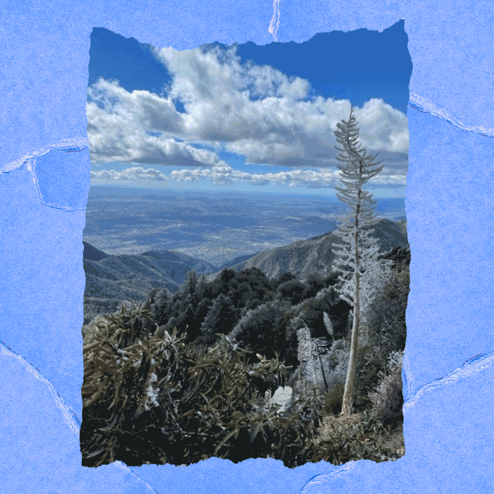 GIF de varias escenas de montaña al aire libre con escarcha en las plantas.