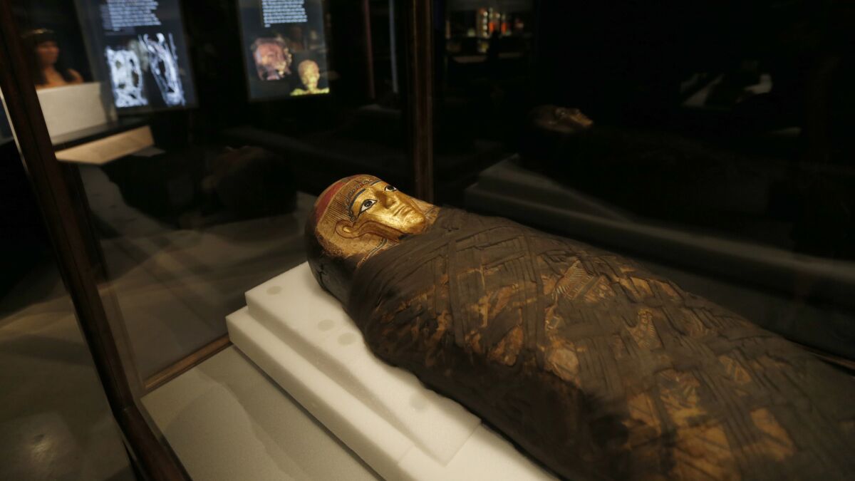 Modern technology gives various views of the mummies in the Natural History Museum exhibition.