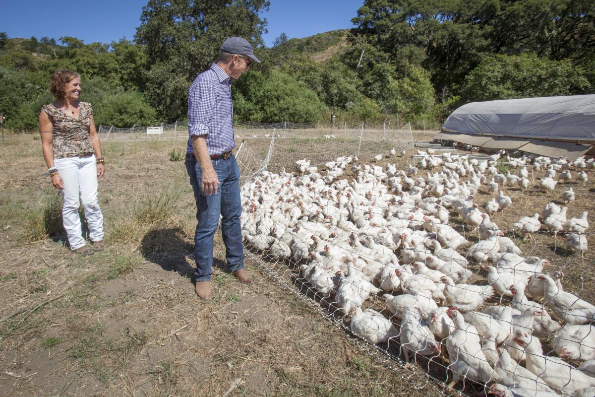 Billionaire Tom Steyer and his wife Kat check in chickens use to help revitalized the soil around the ranch in Pescadero where they are determined to prove that some very unconventional methods of raising beef can yield surprisingly profitable - and sustainable - results. Thursday, 13 Aug. 2015 in Pescadero, CA, USA. (Peter DaSilva for The Los Angeles Times)