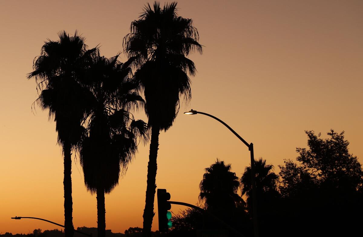 Silhouette of palm trees against a gray-orange sky.