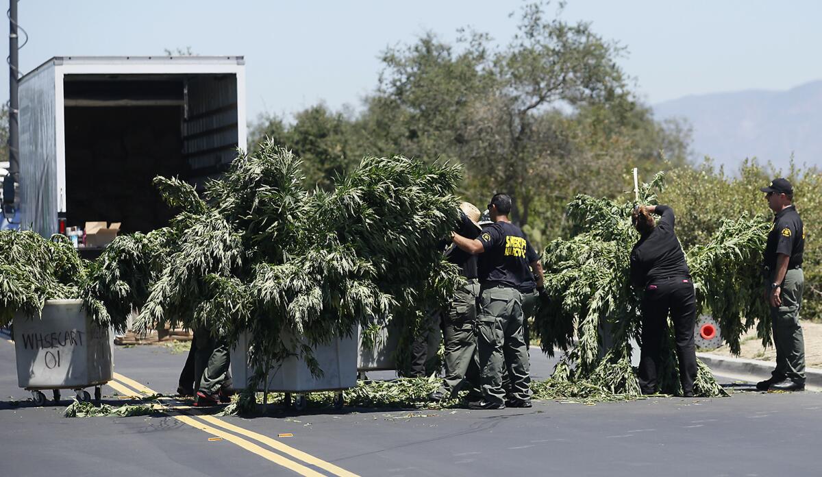 Orange County Sheriff's Department personnel collect marijuana plants found in the Muddy Canyon area of Laguna Wilderness Park at Coastal Peak Park in Newport Beach on Friday.