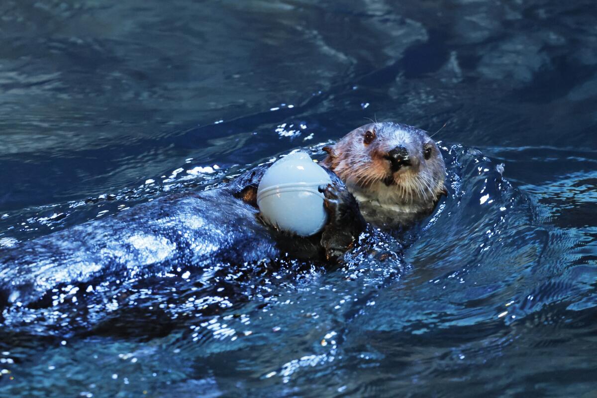 A sea otter swims inside the otter habitat at the Aquarium of the Pacific in Long Beach. 