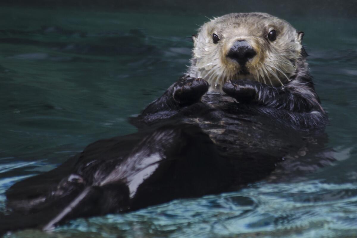 The best place to see the playful sea otter is the Olympic Coast National Marine Sanctuary, especially in quiet coves along the wilderness coast.