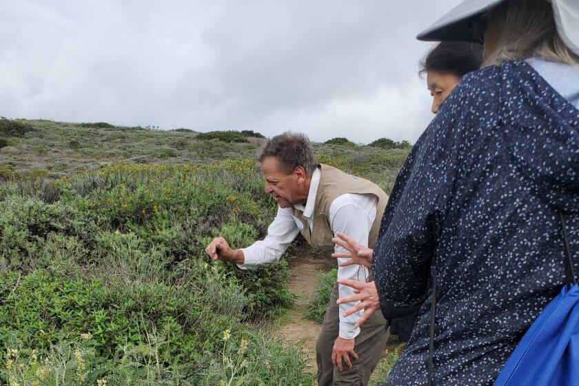 Docent Kevin Murphy points out different species of plant life along the Scripps Coastal Reserve trail.