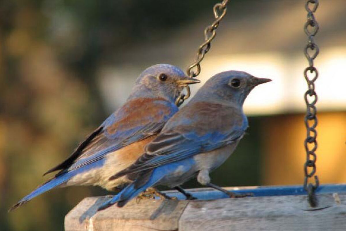 Bluebirds thrive where clean water is available.