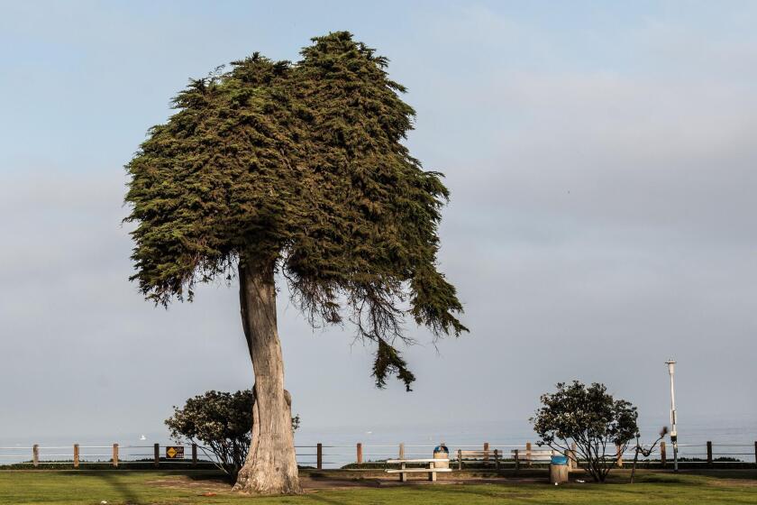 The ‘Lorax Tree’ was a Scripps Park landmark for at least 80 years, until it fell in 2019.
