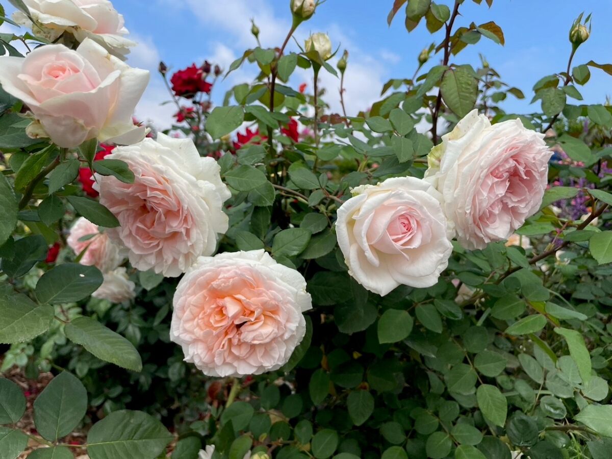 'Bliss Parfuma' has double-cupped, fruity-scented blooms that are creamy pink with apricot centers. 