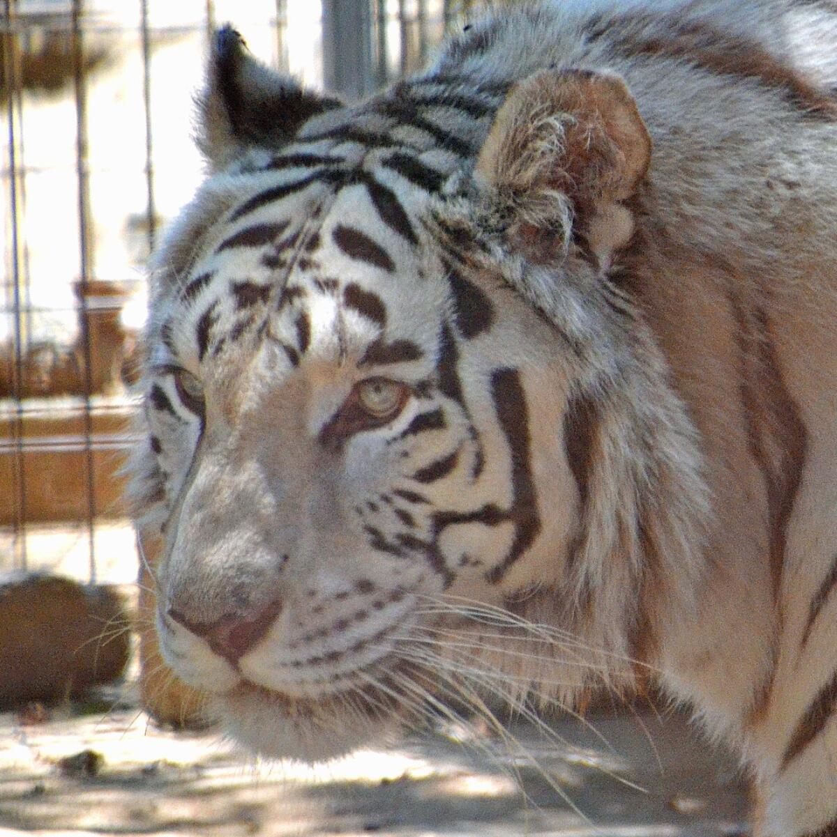 Lily the tiger was rescued and now lives at Rancho Las Lomas in Orange County, which has a wildlife preserve. She is a white tiger, which is rare.