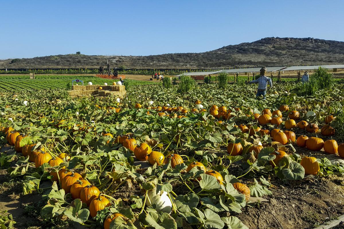 A view of the Tanaka Farms pumpkin patch.