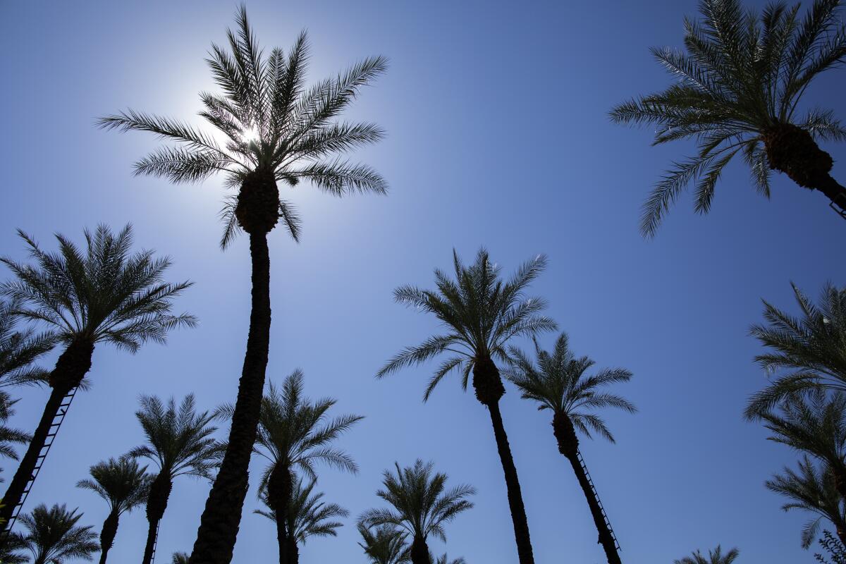 Palm trees along the walking path at Shields Date Garden, Indio. 