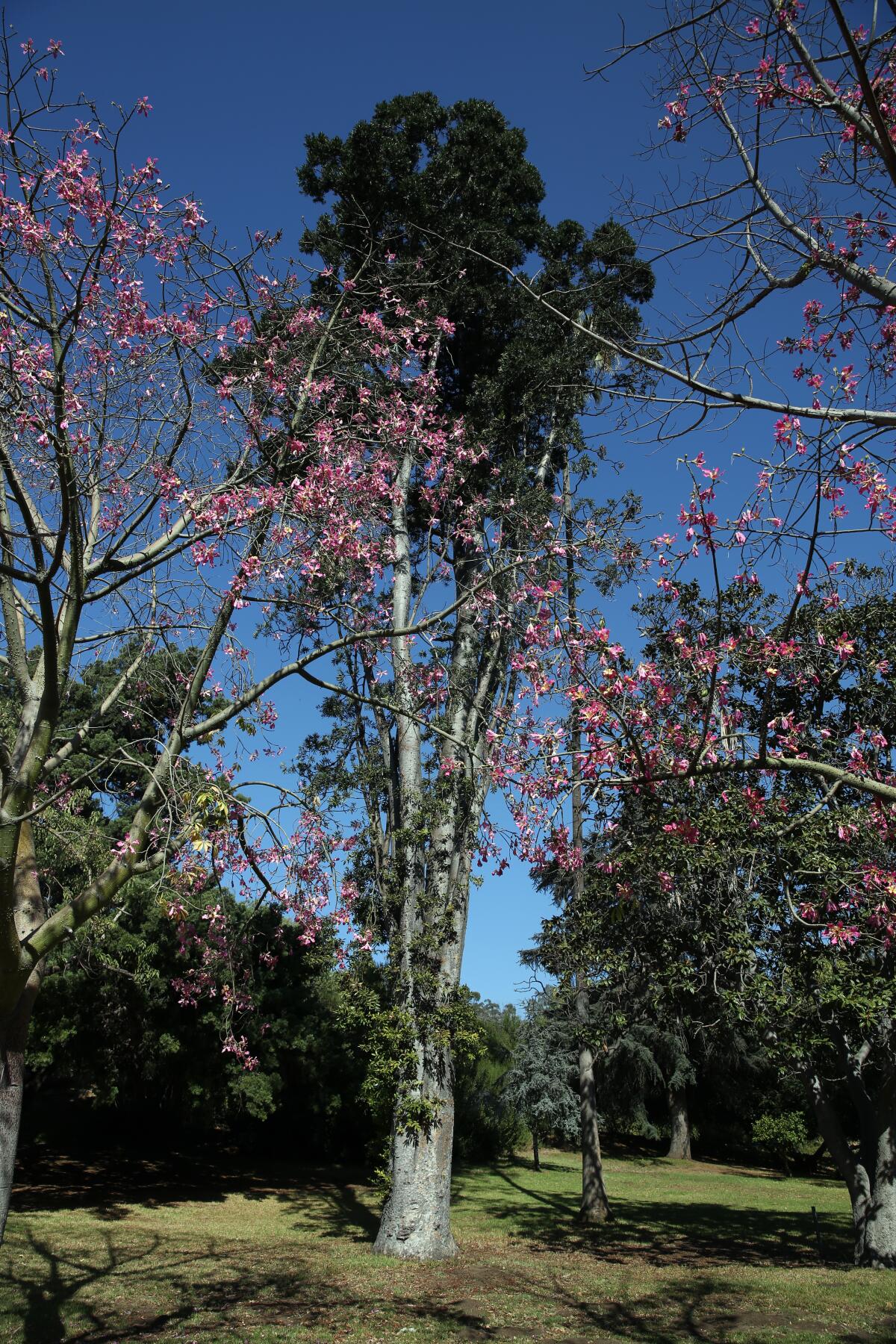Pink blooms of a silk floss tree are seen in front of a tall Queensland Kauri pine in Elysian Park’s Chavez Ravine Arboretum.