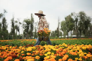 A man surrounded by flowers carries a bunch of cempasúchil flowers