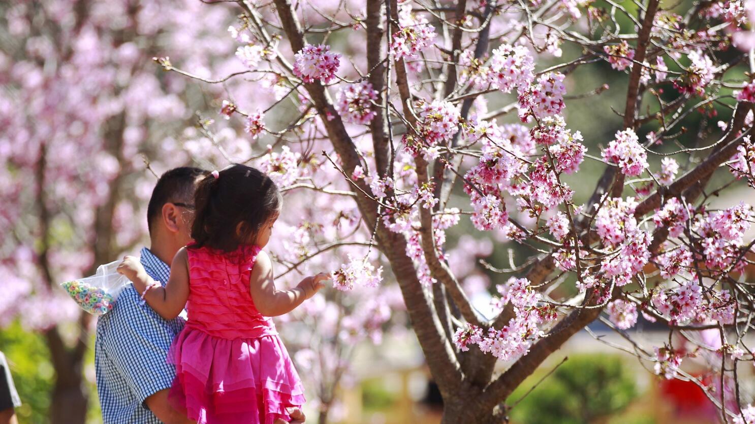 Crowd at National Cherry Blossom Festival (Sakura Matsuri