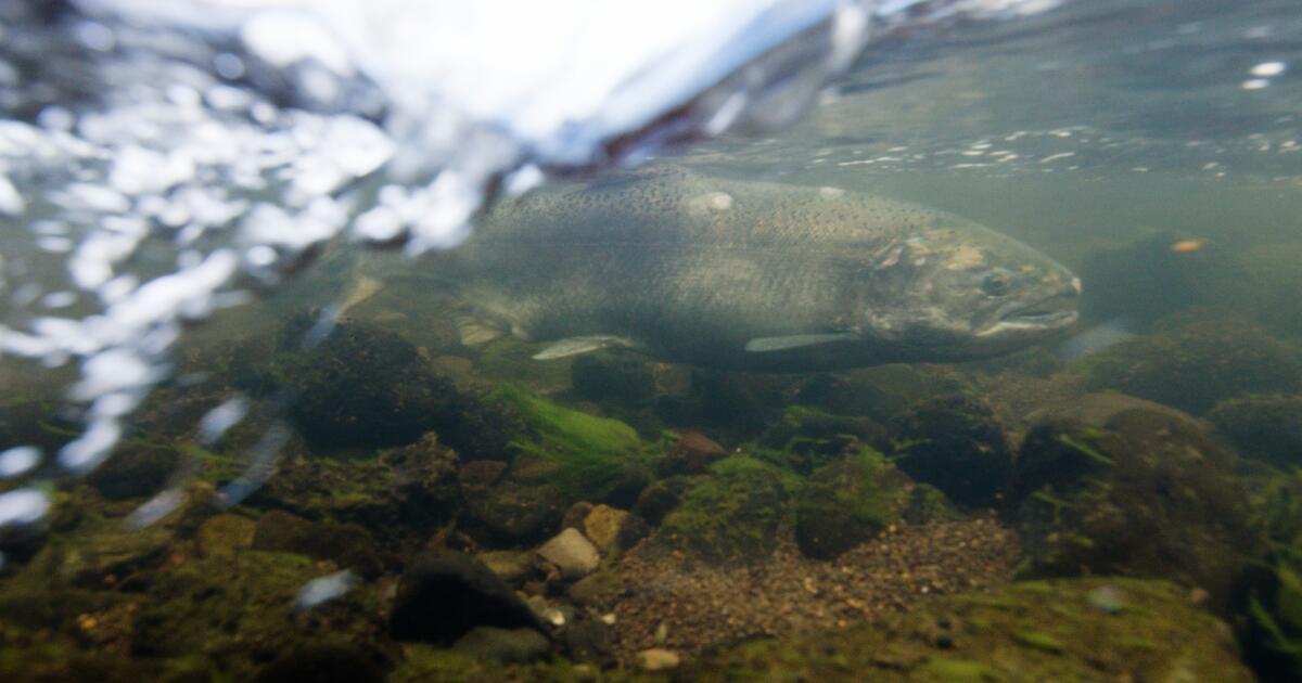 ‘Algo hermoso’: salmón del río Klamath encontrado río arriba después de la rotura de una presa en Oregón