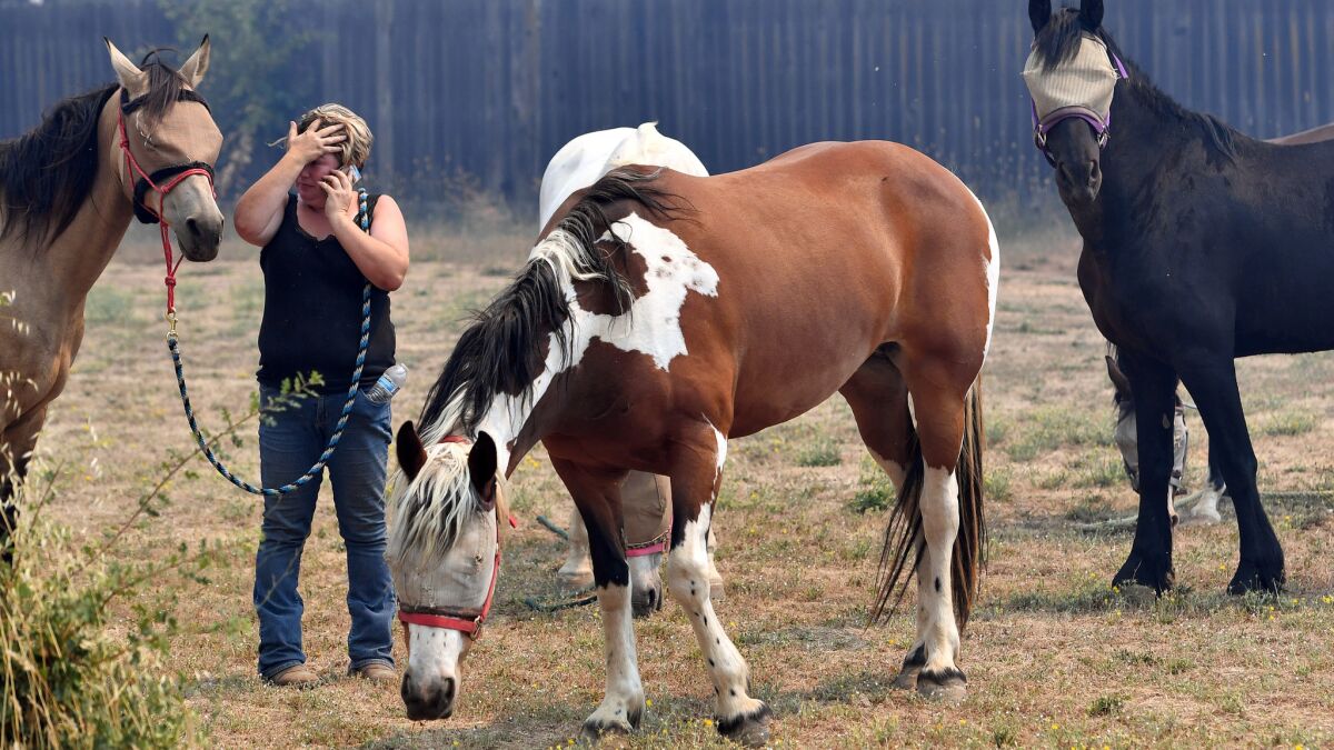 Hannah Lee coordinates with a friend to save horses as flames approach the town of Lower Lake, Calif.