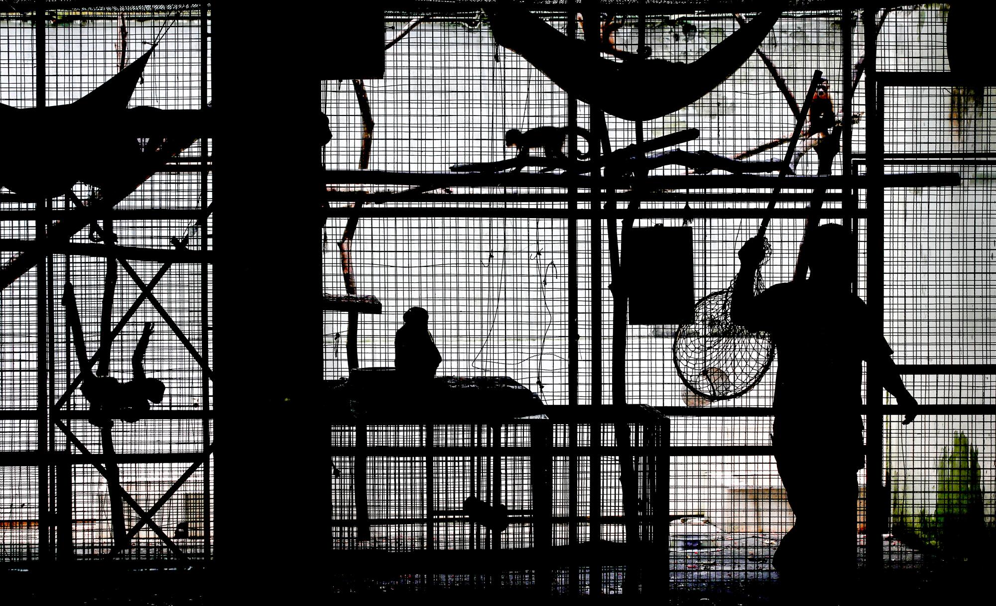 A worker tends to caged primates 