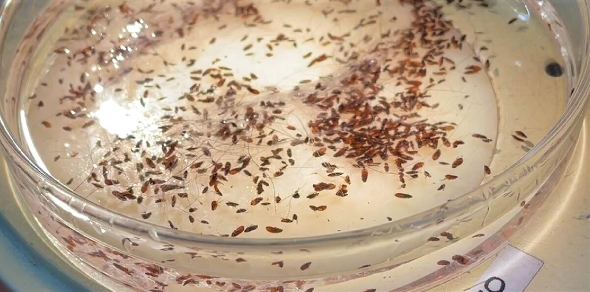 Fleas, seen in a sample dish, carry strains of bacteria in their feces that can cause typhus in other animals and humans.