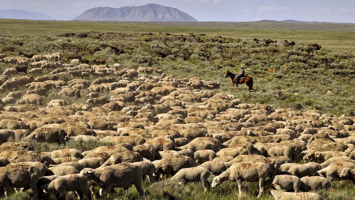 Drought grazing in the West