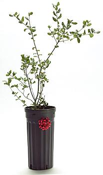 There's not a lump of coal among these outdoorsy ideas for holiday stockings. Coast Live Oak Help restore our scorched mountains. For $25, Tree People will plant one young California native; for $75, a grove of five. And, they'll send a lovely dedication card to the person or family of your choice. (818) 753-8733, www.treepeople.com.