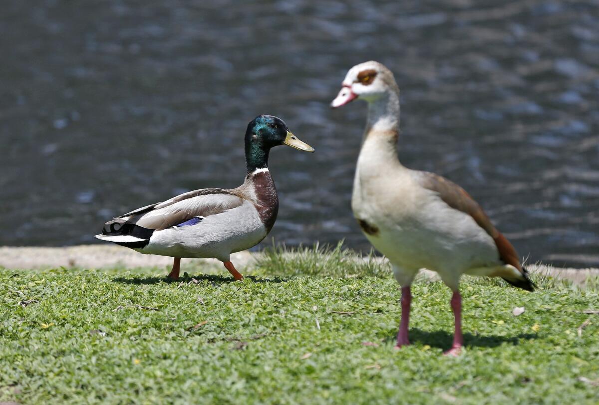 A mallard duck joins his waterfowl friend after his release at Tewinkle Park.
