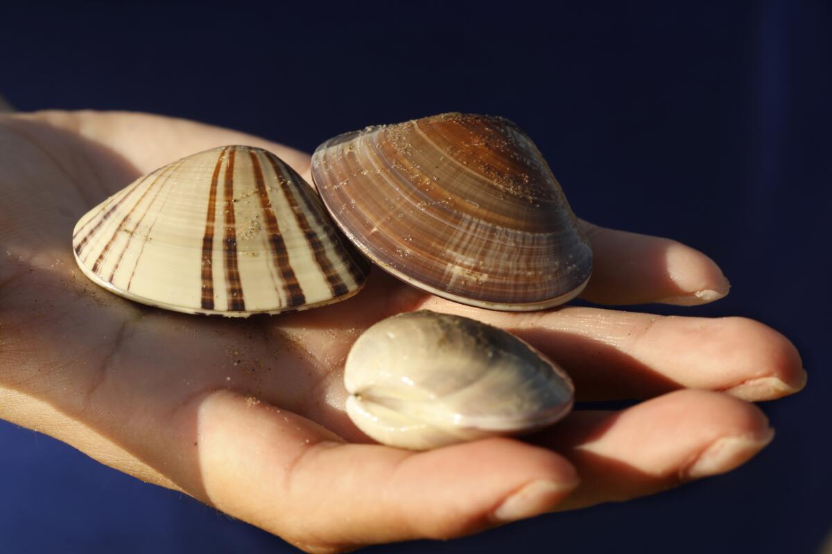 Pismo clams are tallied during a 2019 survey.