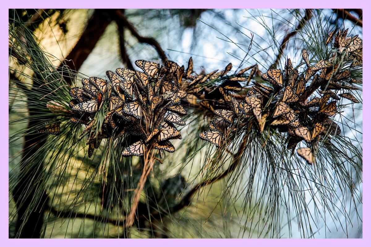 A cluster of monarch butterflies on a branch