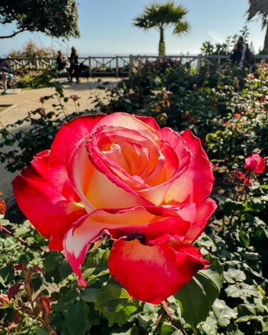 A cream and red rose above the beach at Palisades Park.