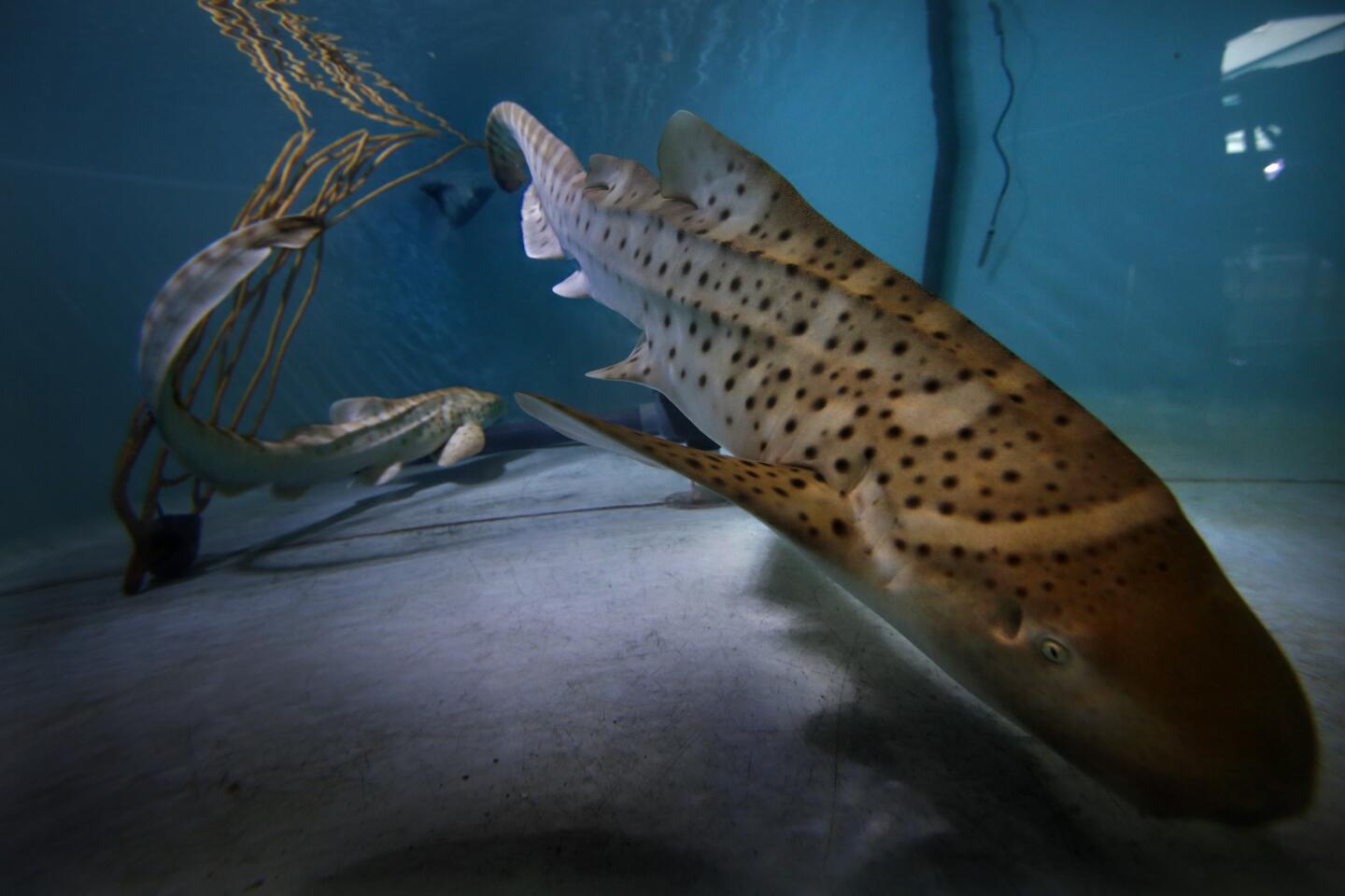 Two baby female zebra sharks that were conceived by artificial insemination swim in the nursery pool at the Aquarium of the Pacific in Long Beach.