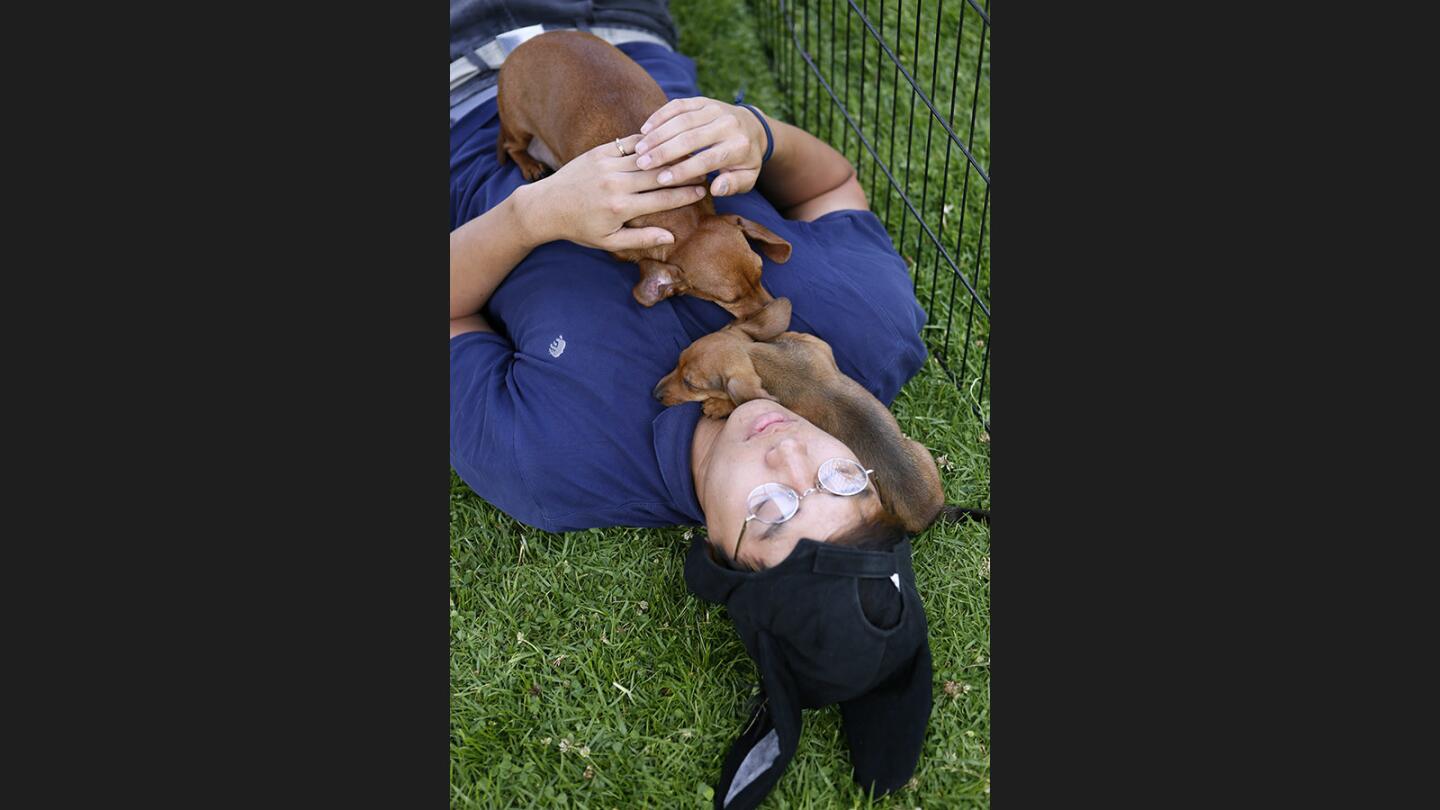 Photo Gallery: Puppies help relieve finals week stress at Glendale College