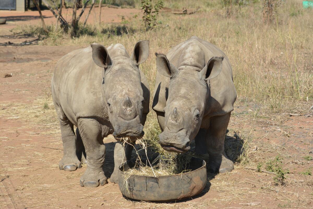 Lunga and Faith, two calves rescued by the Rhino Orphanage in South Africa, eat their breakfast.