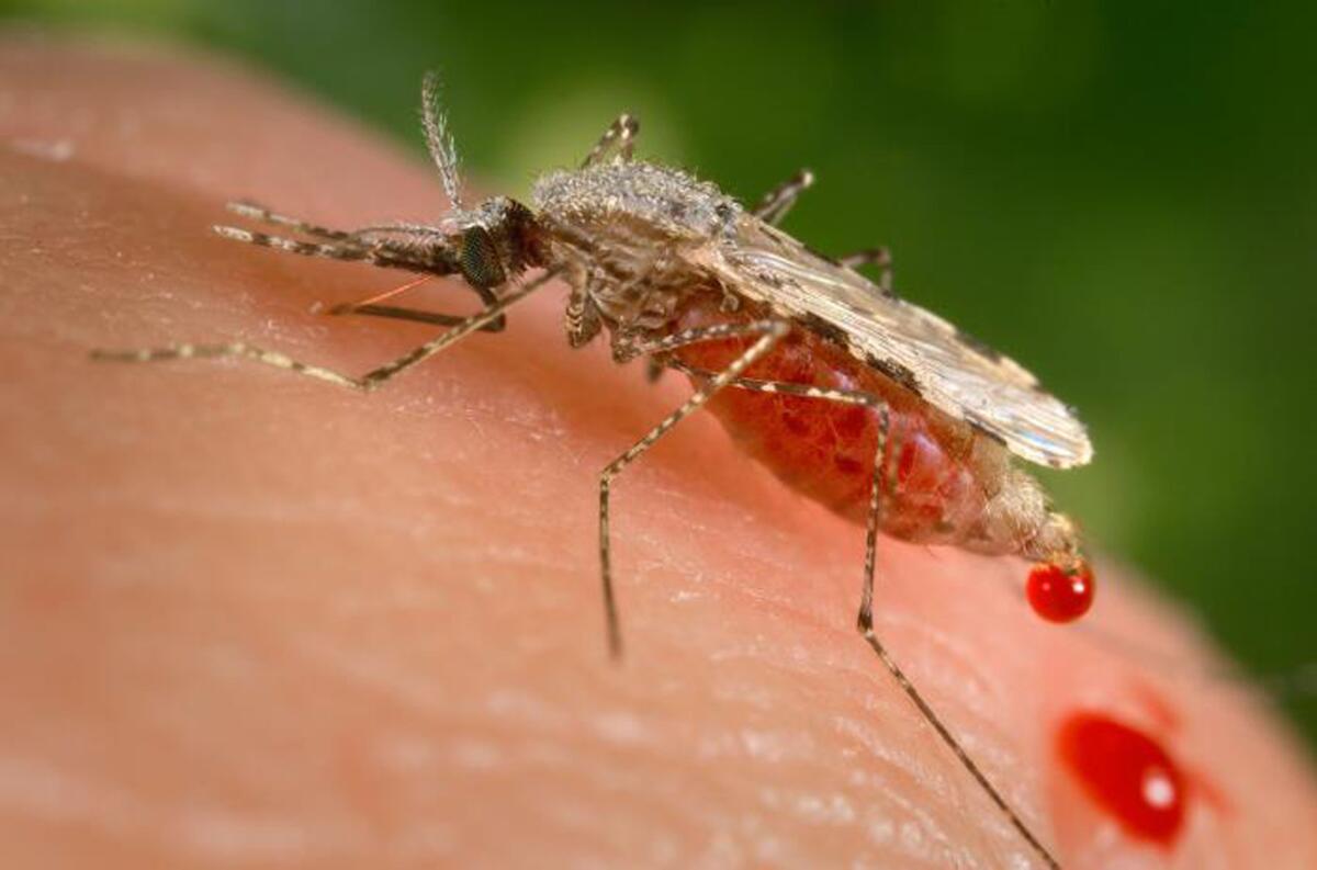 A female Anopheles stephensi mosquito feeds on a human host.