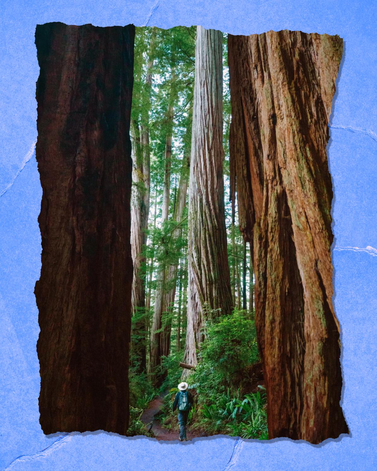 A person in a hat and wearing a backpack is seen amid the trunks of huge trees.