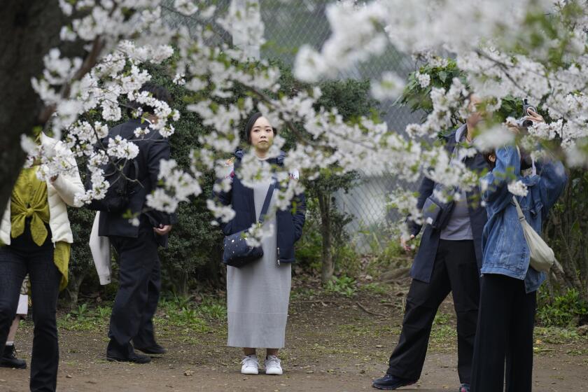 Visitantes admiran la floración de los cerezos, en el Parque Ueno, el 5 de abril de 2024, en Tokio. Multitudes se reunieron en Tokio para disfrutar de los famosos cerezos en flor de Japón, que en la capital están floreciendo más tarde de lo esperado debido al frío. (AP Foto/Eugene Hoshiko)