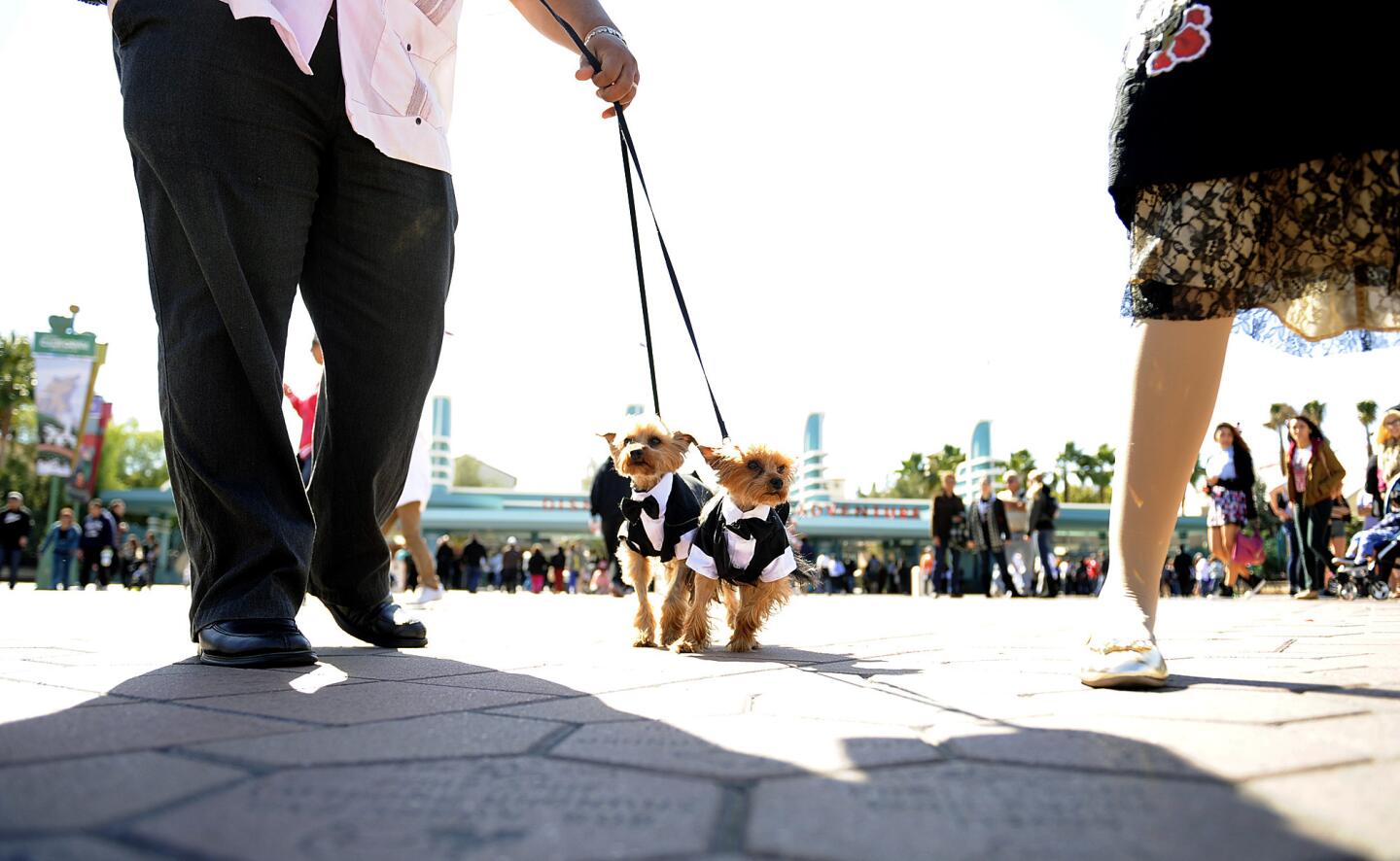 Dapper dogs